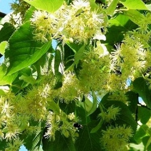 Опилки липовые оптом в Барнауле от завода-производителя Лигнум Ресурс
